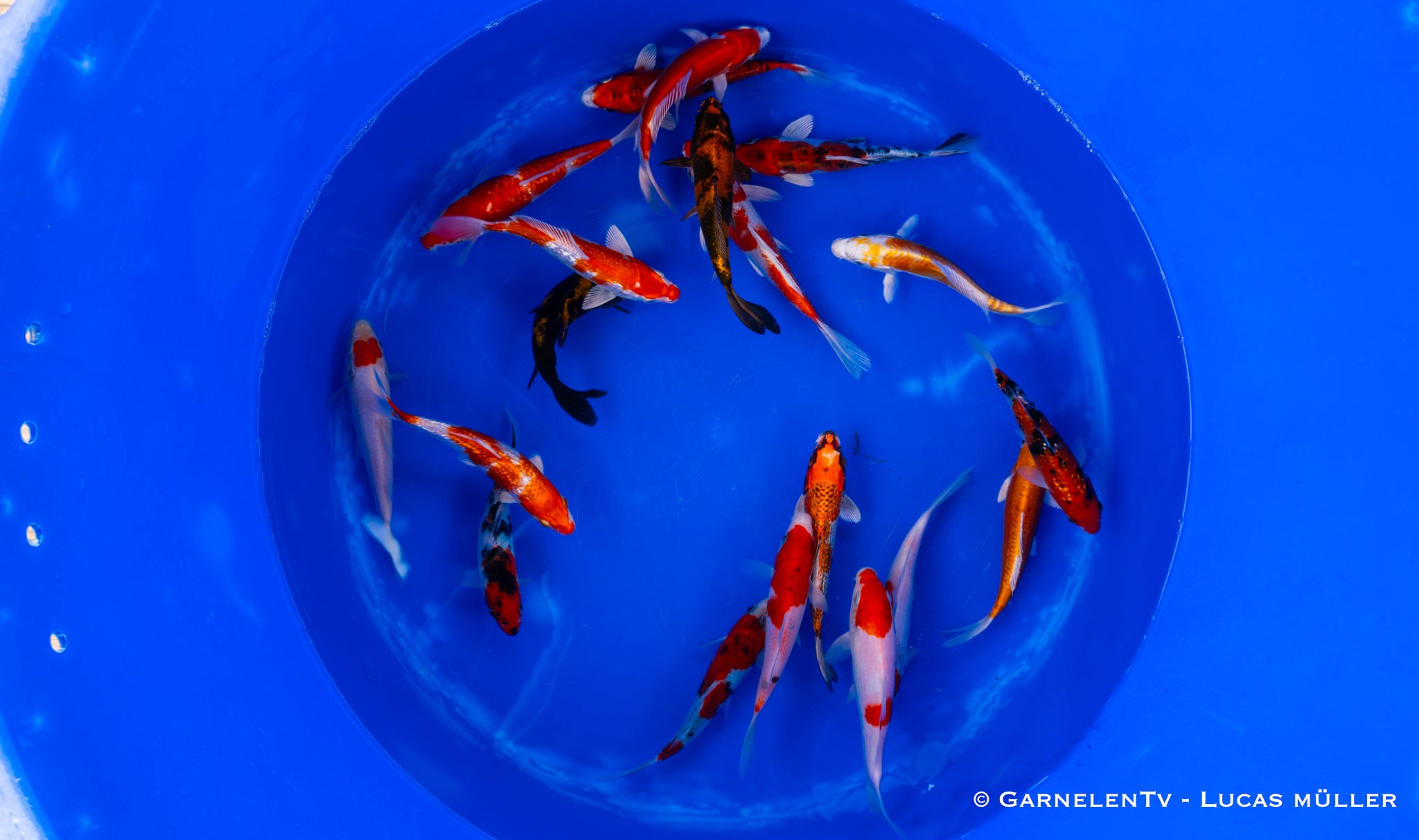 Koi  - Cyprinus Carpio  (15-18 cm)