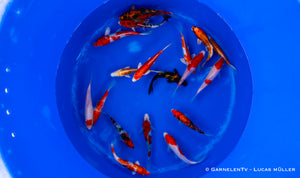 Koi  - Cyprinus Carpio  (15-18 cm)