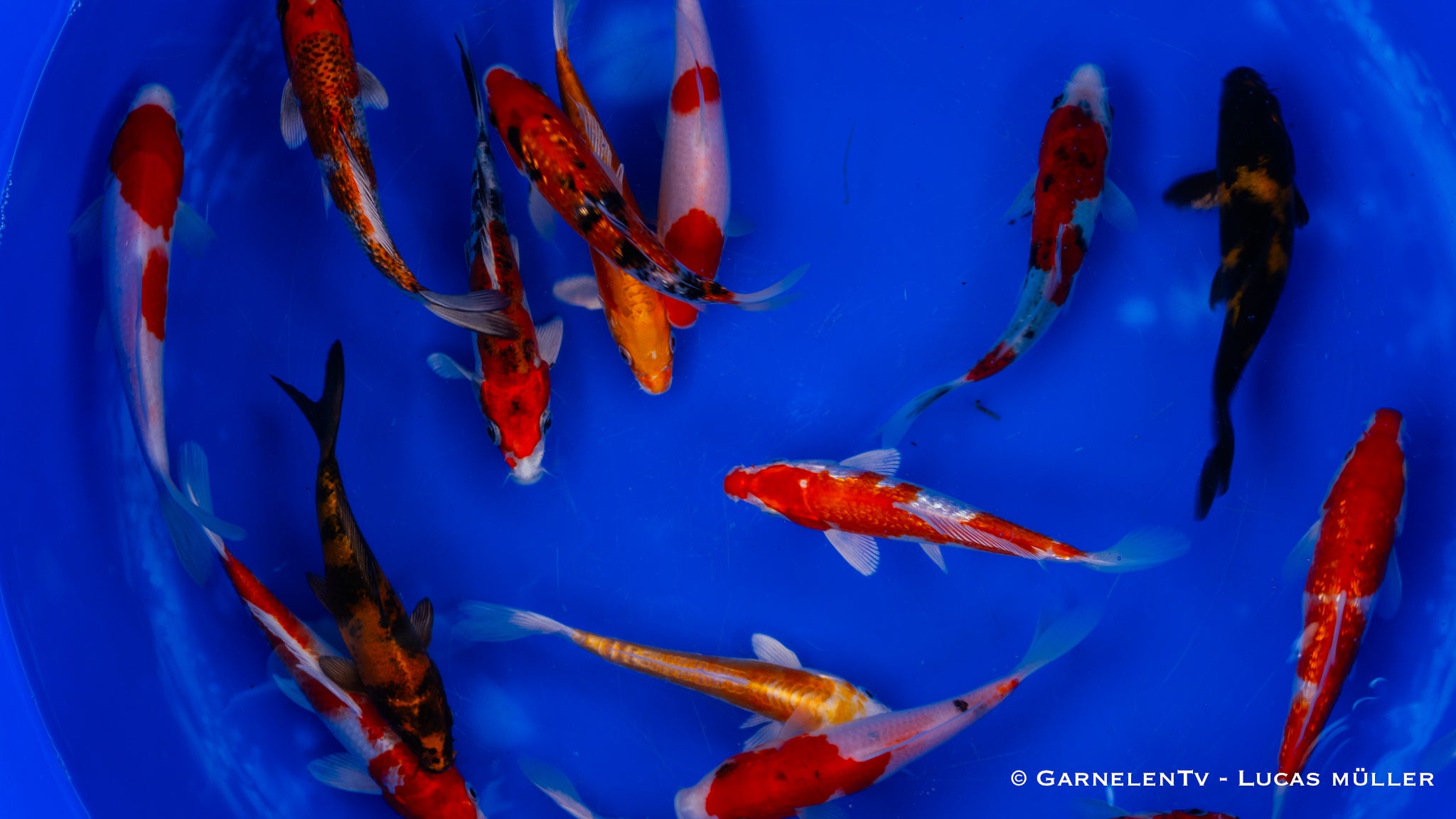 Koi  - Cyprinus Carpio  (15-18 cm)