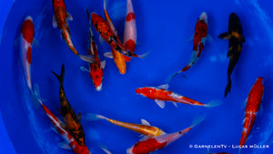 Koi  - Cyprinus Carpio  (15-18 cm)