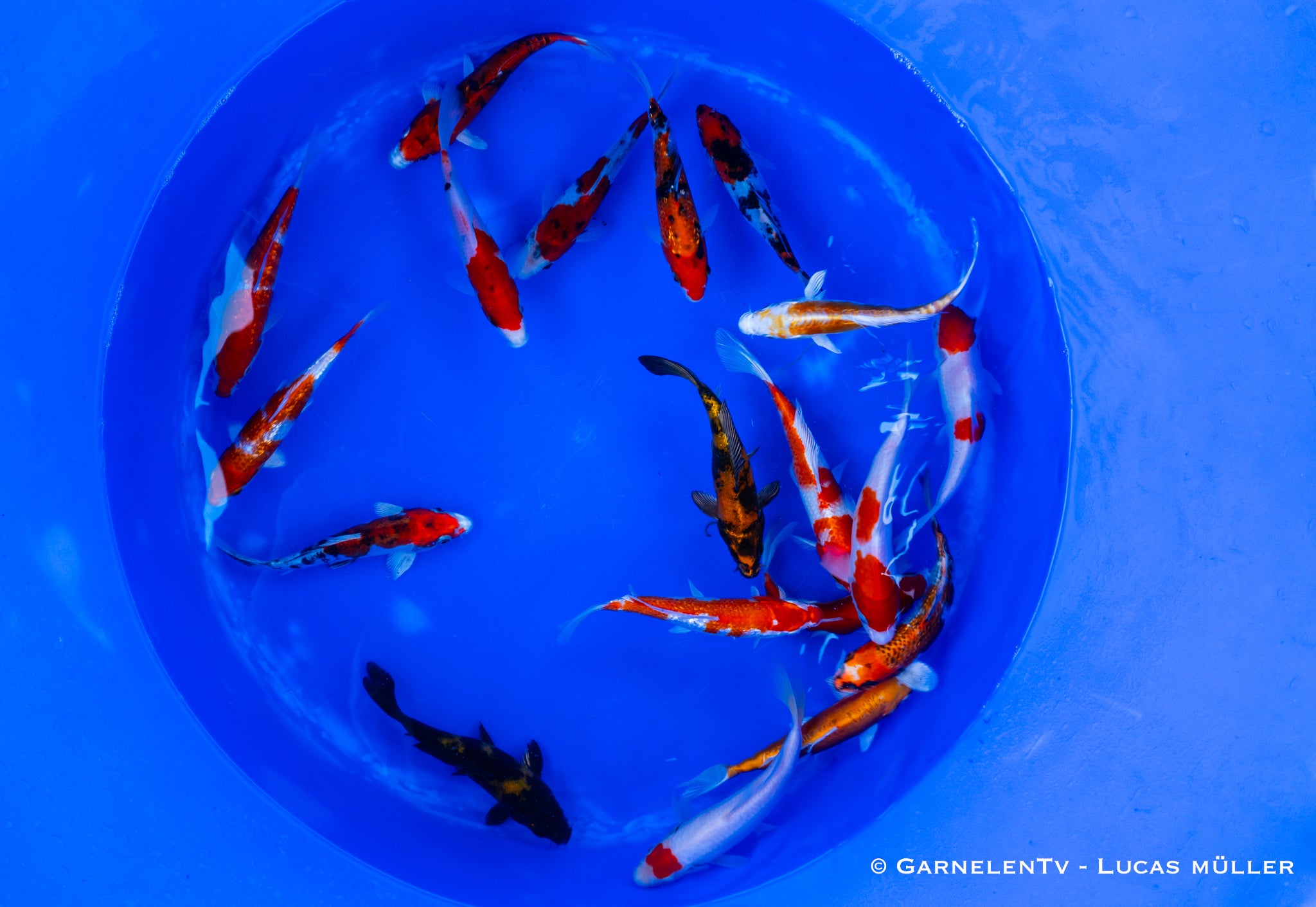 Koi  - Cyprinus Carpio  (15-18 cm)