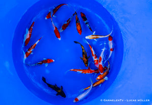 Koi  - Cyprinus Carpio  (15-18 cm)