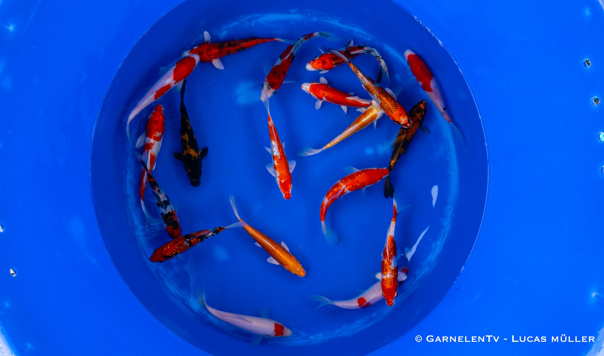 Koi  - Cyprinus Carpio  (15-18 cm)