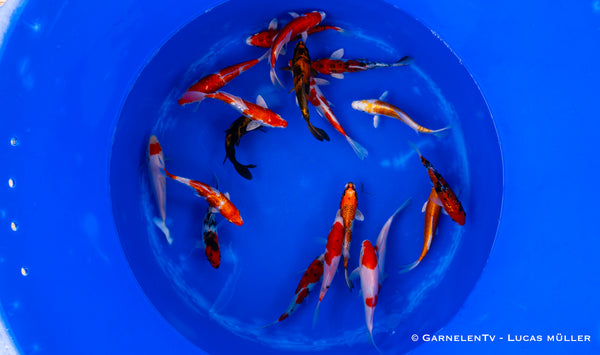 Koi  - Cyprinus Carpio  (15-18 cm)
