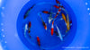 Koi  - Cyprinus Carpio  (18-20cm)