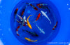 Koi  - Cyprinus Carpio  (18-20cm)