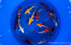 Koi  - Cyprinus Carpio  (18-20cm)