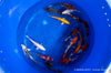 Koi  - Cyprinus Carpio  (18-20cm)