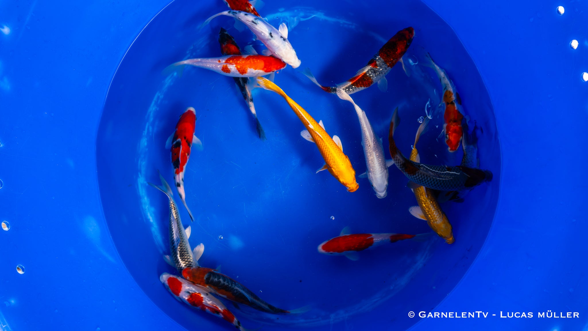 Koi  - Cyprinus Carpio  (18-20cm)