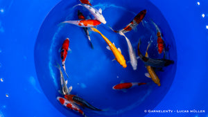 Koi  - Cyprinus Carpio  (18-20cm)