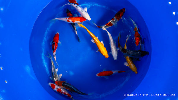 Koi  - Cyprinus Carpio  (18-20cm)