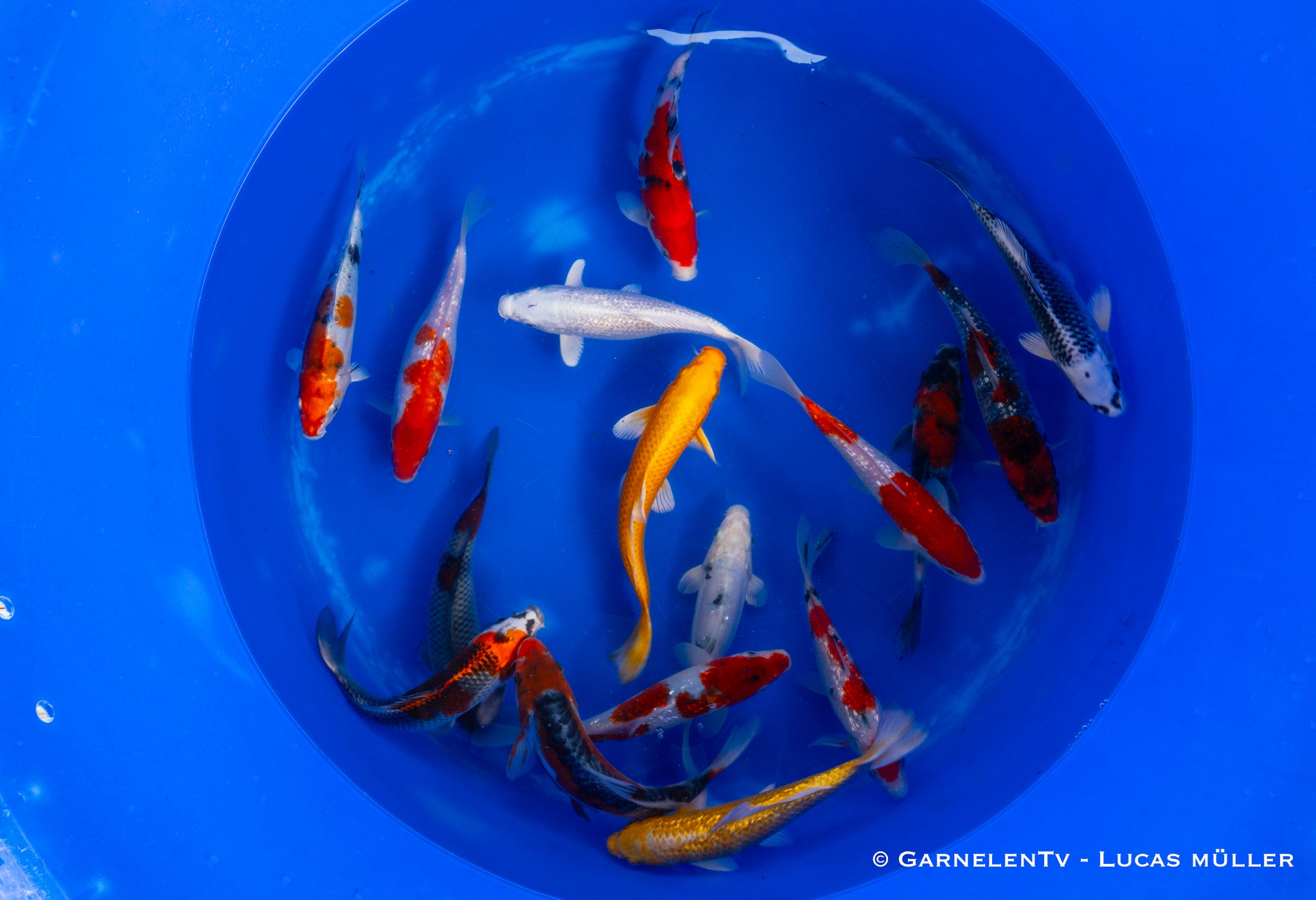 Koi  - Cyprinus Carpio  (18-20cm)