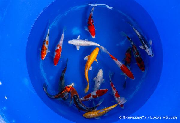 Koi  - Cyprinus Carpio  (18-20cm)