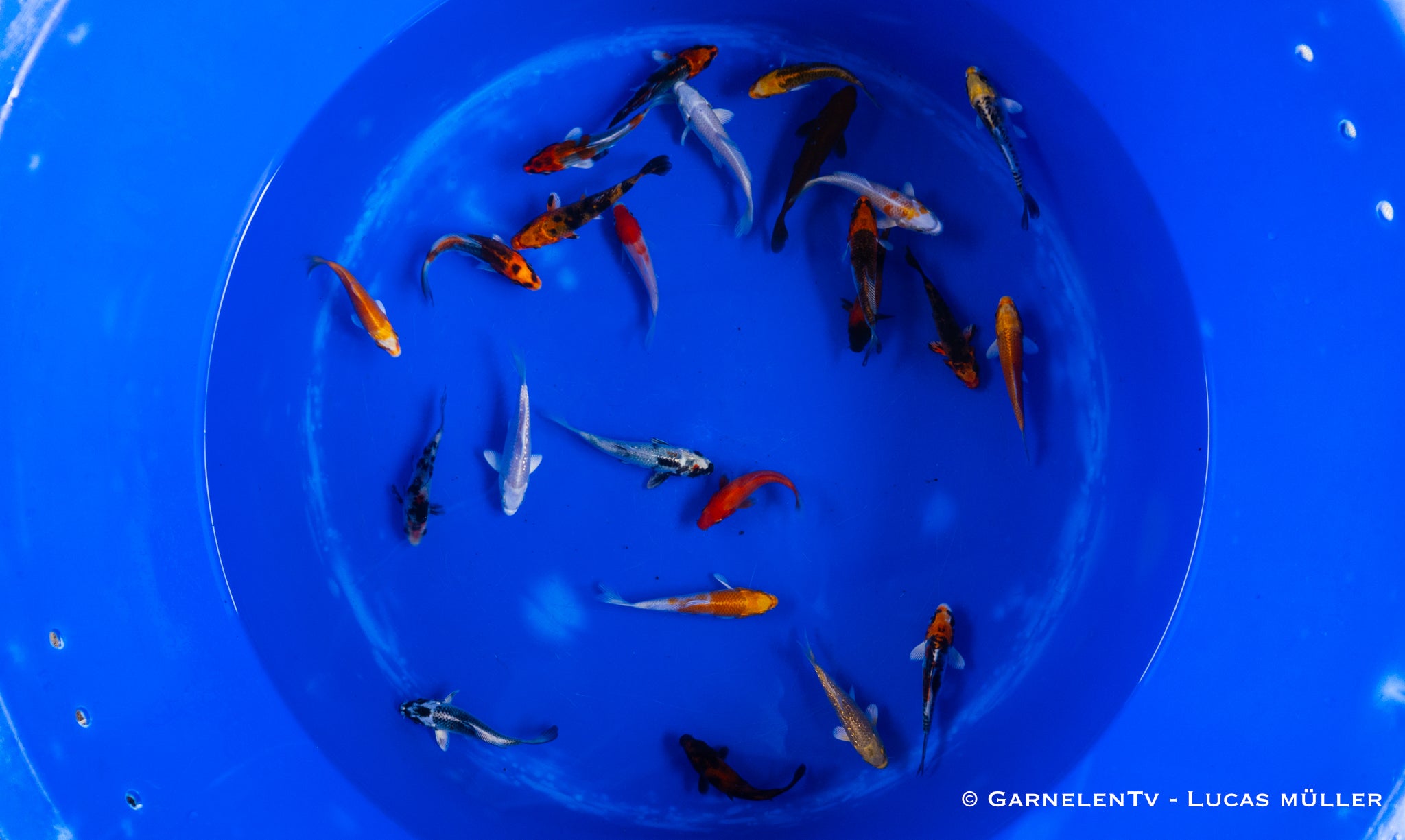 Koi  - Cyprinus Carpio  (9-12cm)