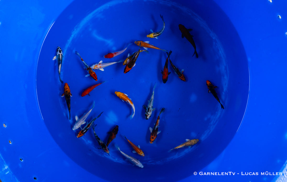 Koi  - Cyprinus Carpio  (9-12cm)