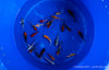Koi  - Cyprinus Carpio  (9-12cm)
