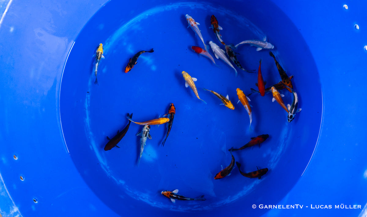 Koi  - Cyprinus Carpio  (9-12cm)