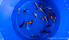 Koi  - Cyprinus Carpio  (9-12cm)