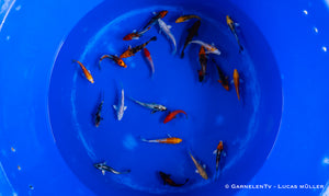 Koi  - Cyprinus Carpio  (9-12cm)