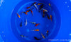 Koi  - Cyprinus Carpio  (9-12cm)