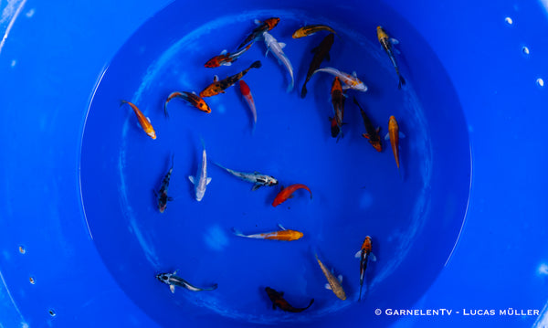 Koi  - Cyprinus Carpio  (9-12cm)