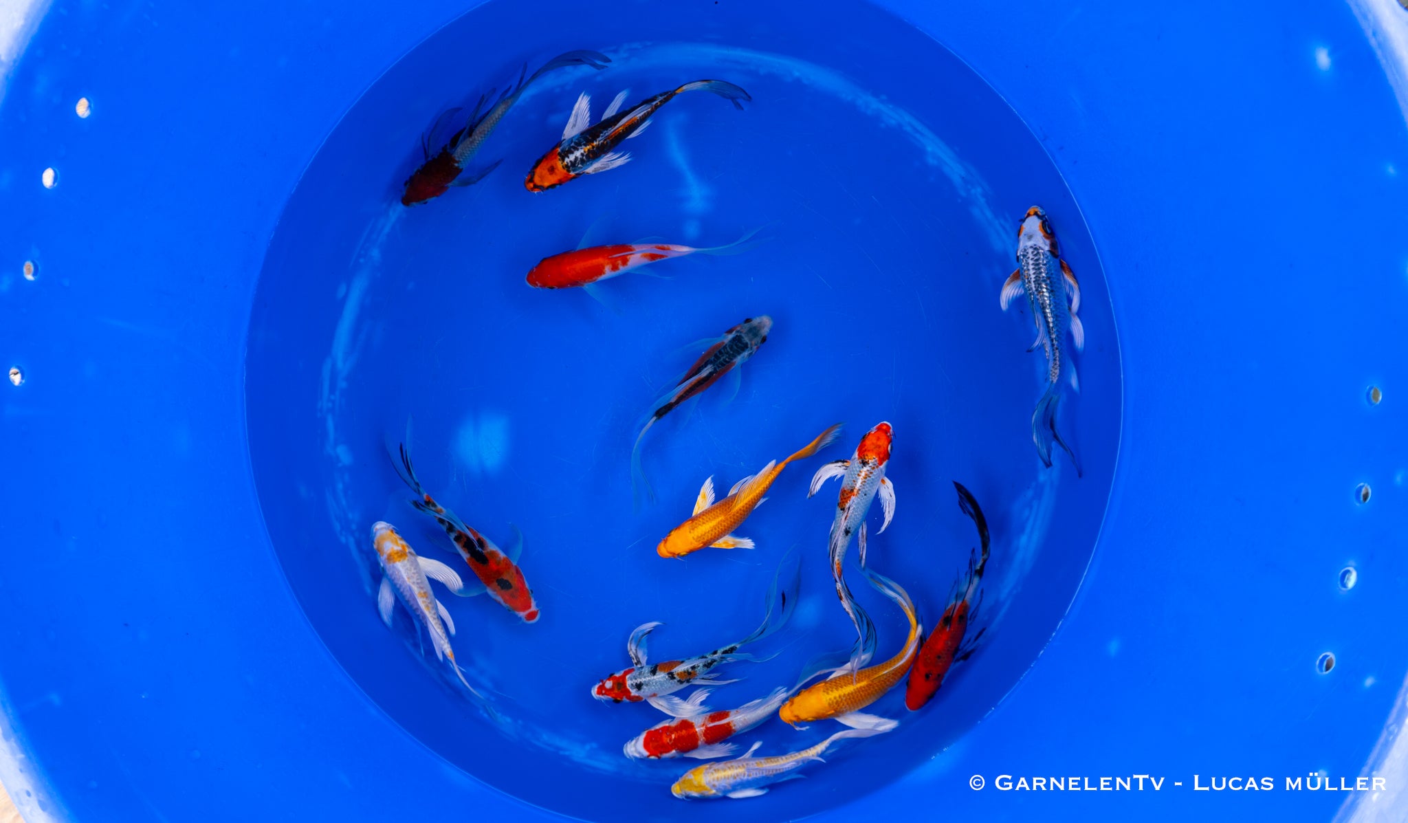 Koi  Butterfly - Cyprinus carpio (15-18cm)