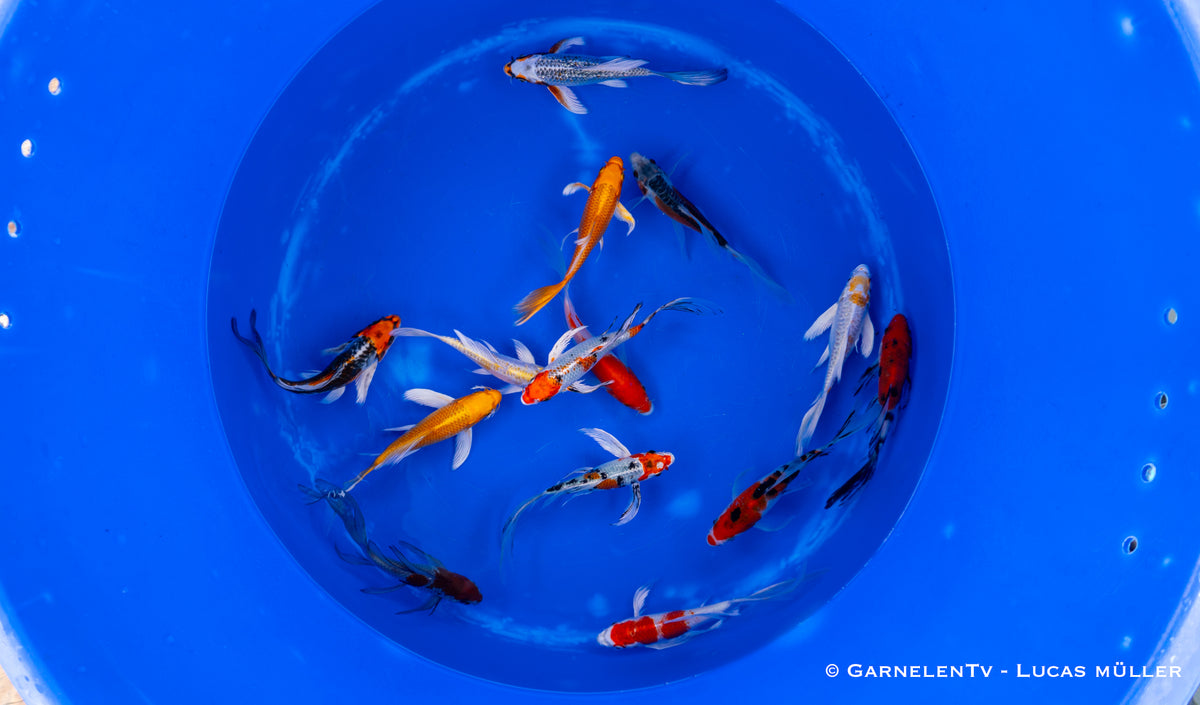 Koi  Butterfly - Cyprinus carpio (12-15cm)