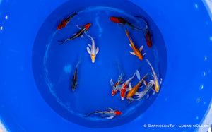 Koi  Butterfly - Cyprinus carpio (30-35 cm)