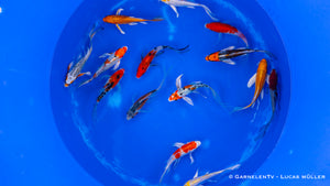 Koi  Butterfly - Cyprinus carpio (15-18cm)