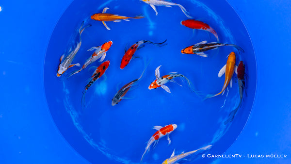 Koi  Butterfly - Cyprinus carpio (15-18cm)