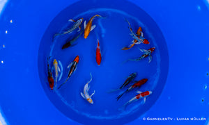 Koi  Butterfly - Cyprinus carpio (30-35 cm)