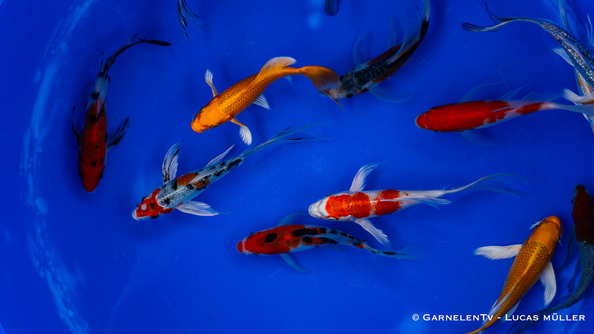 Koi  Butterfly - Cyprinus carpio (12-15cm)