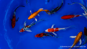 Koi  Butterfly - Cyprinus carpio (12-15cm)