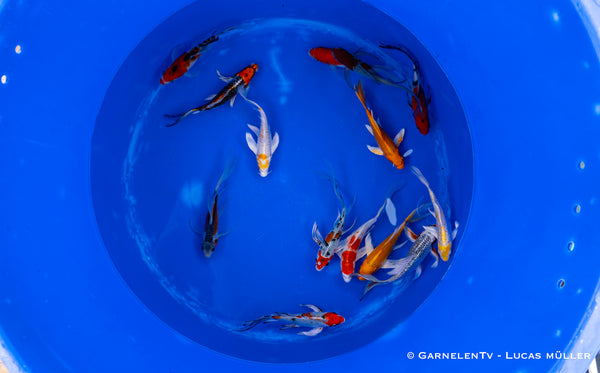 Koi  Butterfly - Cyprinus carpio (30-35 cm)