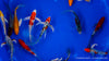 Koi  Butterfly - Cyprinus carpio (30-35 cm)
