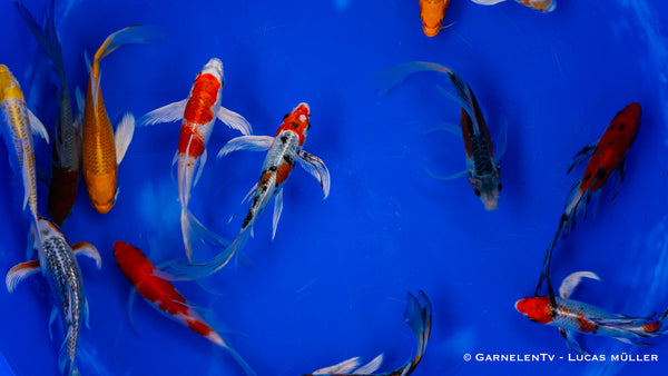 Koi  Butterfly - Cyprinus carpio (30-35 cm)