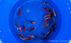 Koi B -  Cyprinus Carpio (12-15 cm)