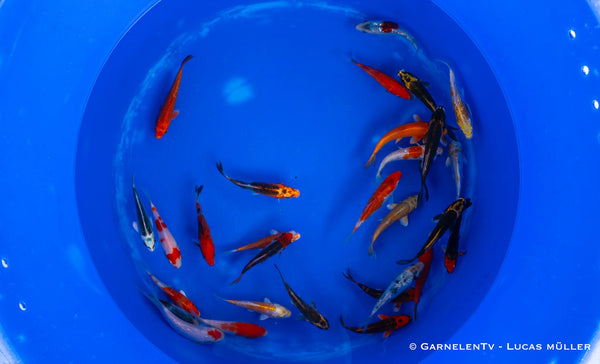 Koi B -  Cyprinus Carpio (12-15 cm)