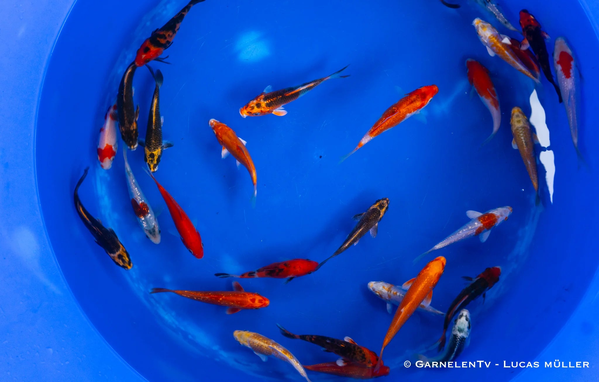 Koi B -  Cyprinus Carpio (12-15 cm)