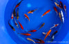 Koi B -  Cyprinus Carpio (12-15 cm)