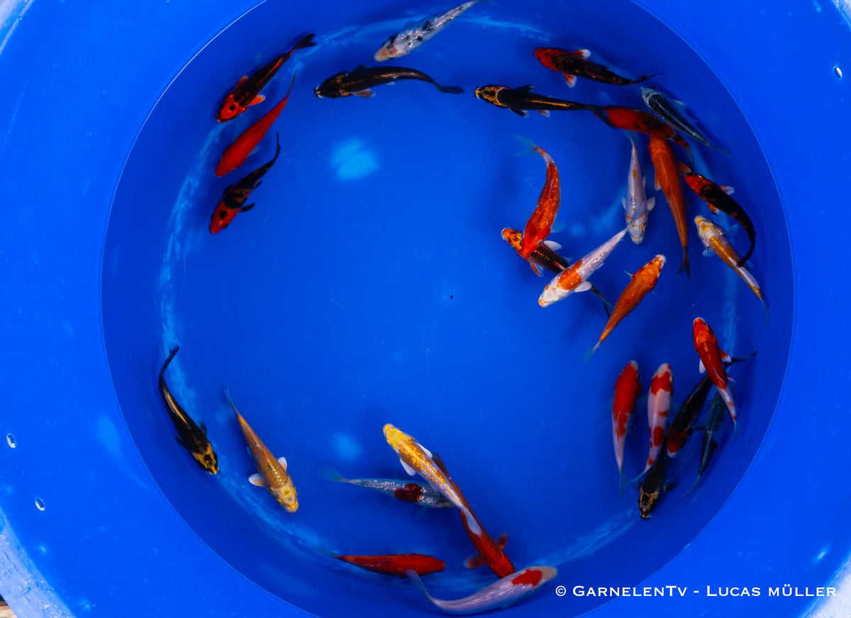 Koi B -  Cyprinus Carpio (12-15 cm)