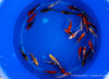 Koi B -  Cyprinus Carpio (12-15 cm)