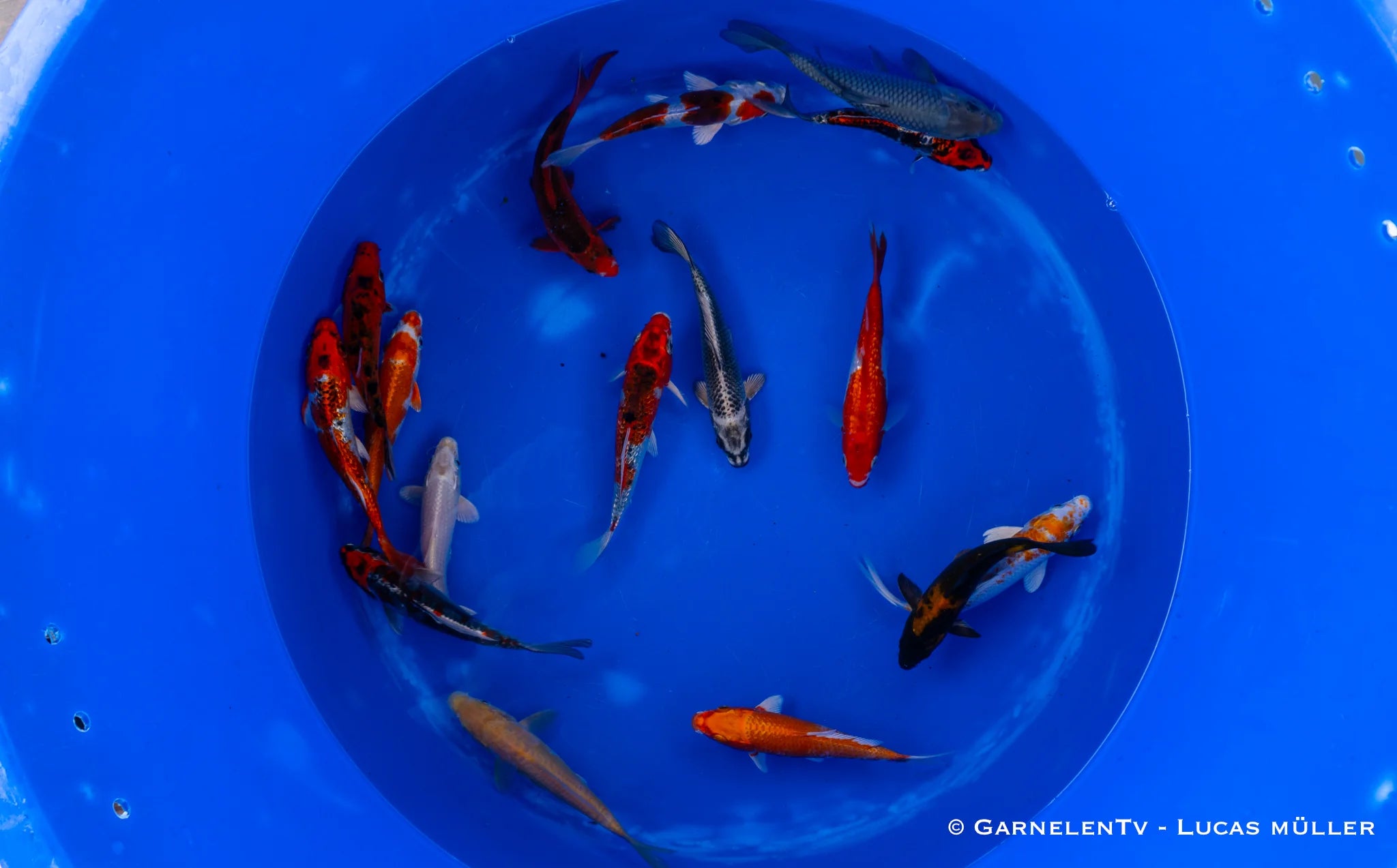 Koi B -  Cyprinus Carpio (15-18 cm)