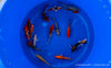 Koi B -  Cyprinus Carpio (15-18 cm)
