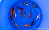 Koi B -  Cyprinus Carpio (15-18 cm)