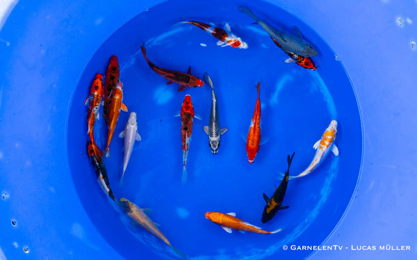 Koi B -  Cyprinus Carpio (15-18 cm)