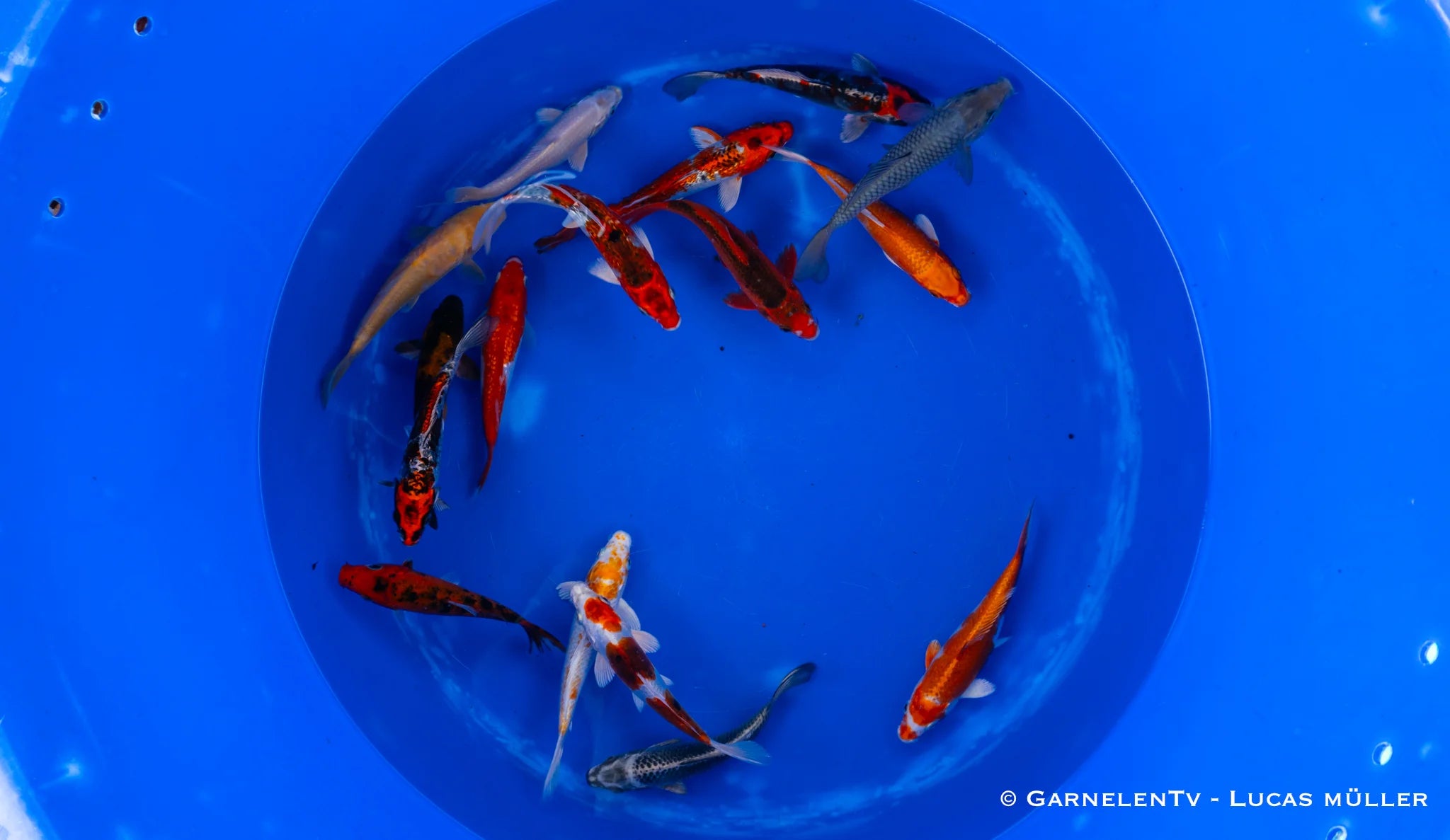 Koi B -  Cyprinus Carpio (15-18 cm)