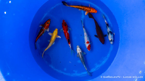 Koi B -  Cyprinus Carpio (18 - 20cm)