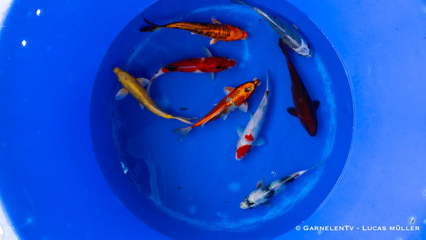 Koi B -  Cyprinus Carpio (18 - 20cm)