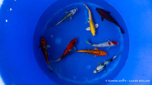 Koi B -  Cyprinus Carpio (18 - 20cm)